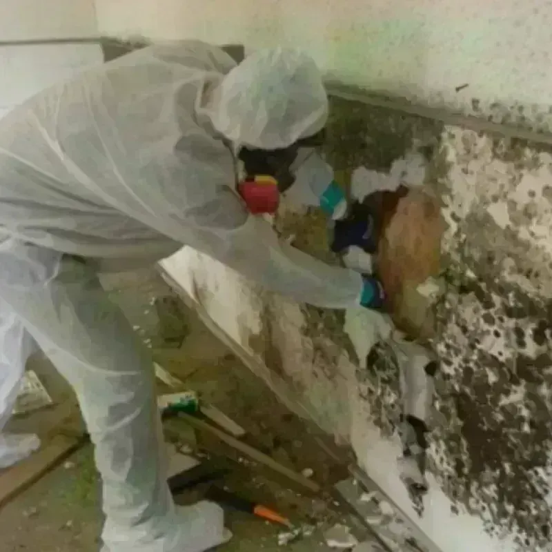 Mold Remediation and Removal in Abilene, TX